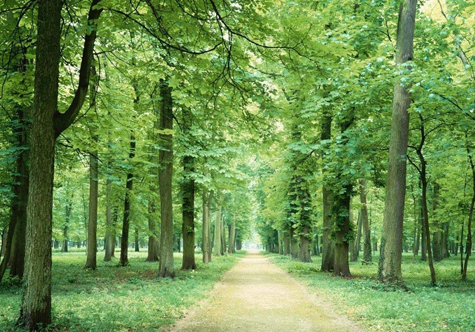 仟億達(dá)（831999）林業(yè)碳匯，還地球一片綠色